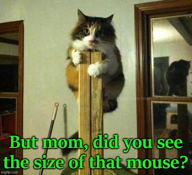 But mom, did you see the size of that mouse? | image tagged in cats | made w/ Imgflip meme maker