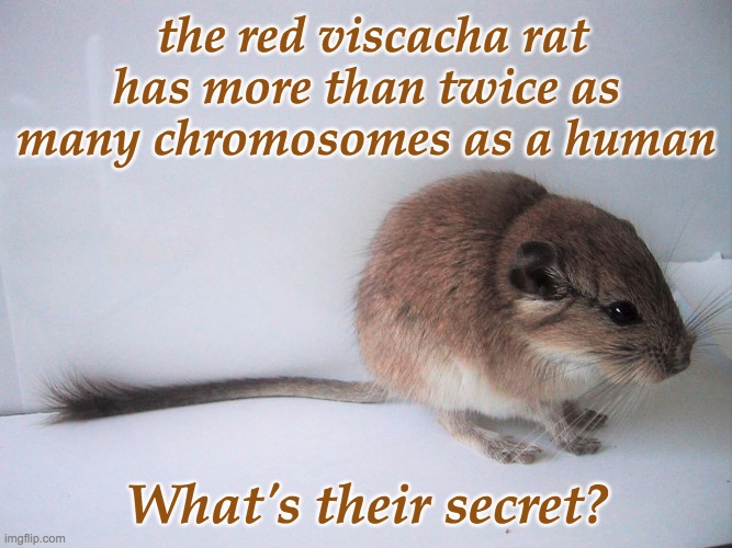 Fun science fact: this rodent is packed with information | the red viscacha rat has more than twice as many chromosomes as a human; What's their secret? | image tagged in rodents,rat,genetics,science | made w/ Imgflip meme maker