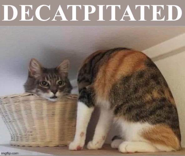 Oh my | DECATPITATED | image tagged in decatpitated,beheading,cats,cat,uh oh,oh no | made w/ Imgflip meme maker