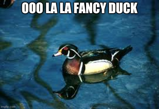 the duck the movie | OOO LA LA FANCY DUCK | image tagged in duck | made w/ Imgflip meme maker