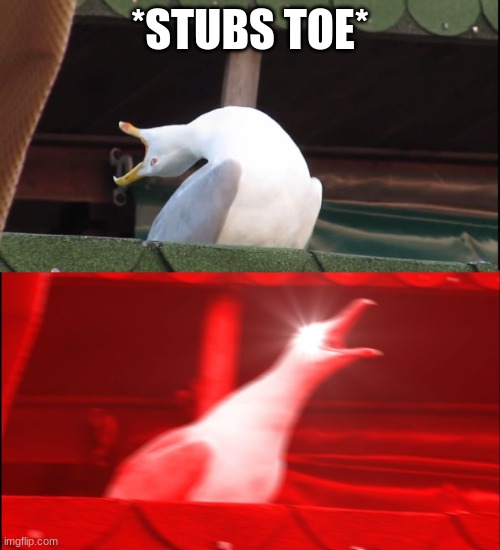Screaming bird | *STUBS TOE* | image tagged in screaming bird | made w/ Imgflip meme maker
