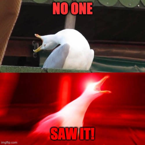 BOY seagull | NO ONE SAW IT! | image tagged in boy seagull | made w/ Imgflip meme maker