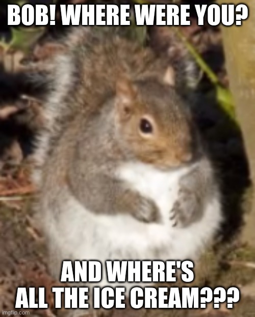 BOB! WHERE WERE YOU? AND WHERE'S ALL THE ICE CREAM??? | image tagged in squirrel | made w/ Imgflip meme maker