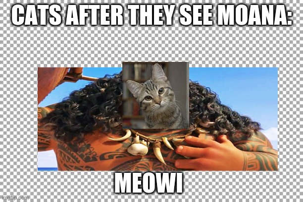 CATS AFTER THEY SEE MOANA:; MEOWI | image tagged in cats | made w/ Imgflip meme maker