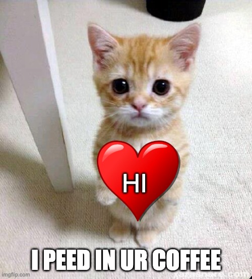 Cute Cat | HI; I PEED IN UR COFFEE | image tagged in memes,cute cat | made w/ Imgflip meme maker