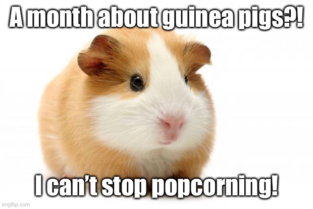 A month about rodents?! | A month about guinea pigs?! I can’t stop popcorning! | image tagged in guinea pig | made w/ Imgflip meme maker