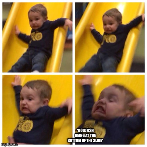 Kid falling down slide | *GOLDFISH BEING AT THE BOTTOM OF THE SLIDE* | image tagged in kid falling down slide | made w/ Imgflip meme maker