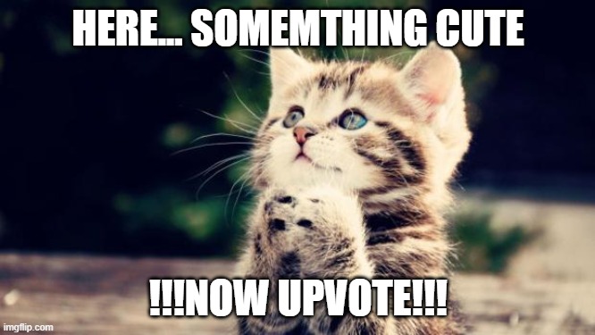 Cute kitten | HERE... SOMEMTHING CUTE; !!!NOW UPVOTE!!! | image tagged in cute kitten | made w/ Imgflip meme maker