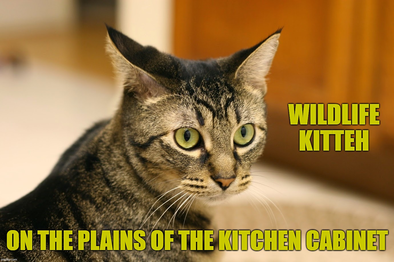OC photo of my kitteh | WILDLIFE KITTEH; ON THE PLAINS OF THE KITCHEN CABINET | image tagged in memes,wildlife,plains,kitchen,kitteh | made w/ Imgflip meme maker