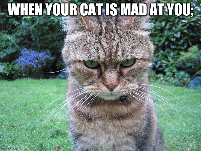 WHEN YOUR CAT IS MAD AT YOU | WHEN YOUR CAT IS MAD AT YOU; | image tagged in mad cat | made w/ Imgflip meme maker