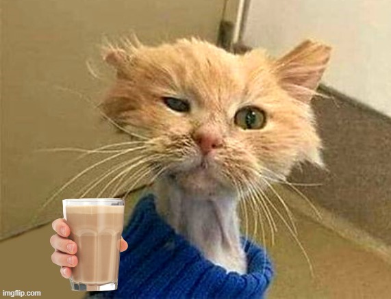image tagged in wtf-cat | made w/ Imgflip meme maker