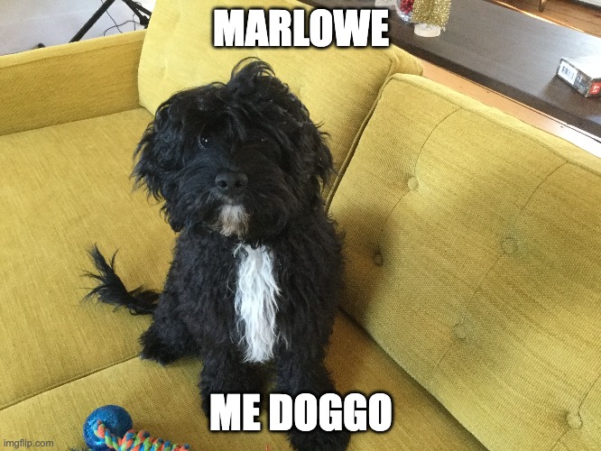 Marlowe! He's a cutie! | MARLOWE; ME DOGGO | image tagged in doggo,cute puppy,adorable | made w/ Imgflip meme maker