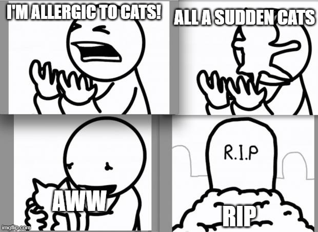 ASDF kitten |  ALL A SUDDEN CATS; I'M ALLERGIC TO CATS! RIP; AWW | image tagged in asdf kitten | made w/ Imgflip meme maker