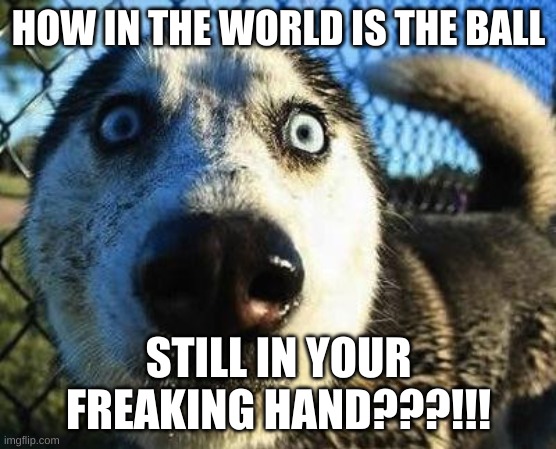 hahahahahahahahahahahahahaha | HOW IN THE WORLD IS THE BALL; STILL IN YOUR FREAKING HAND???!!! | image tagged in scared dog | made w/ Imgflip meme maker