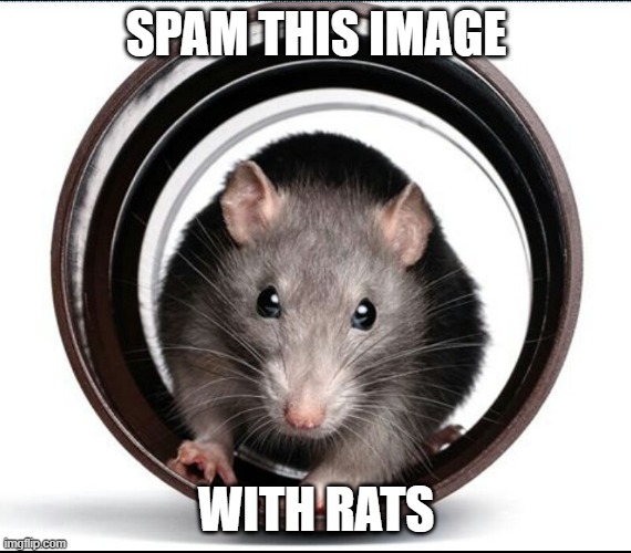 Bring on the rats! | SPAM THIS IMAGE; WITH RATS | image tagged in lab rat | made w/ Imgflip meme maker