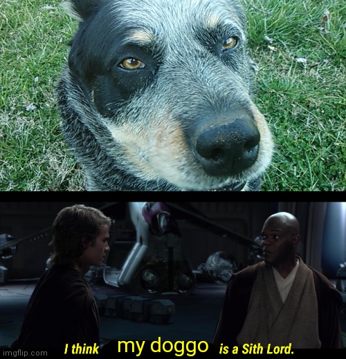 my doggo | image tagged in i think chancellor palpatine is a sith lord | made w/ Imgflip meme maker