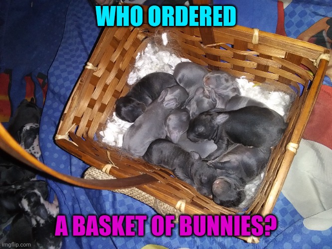 BABY BUNNY BASKET | WHO ORDERED; A BASKET OF BUNNIES? | image tagged in bunnies,rabbits,babies | made w/ Imgflip meme maker