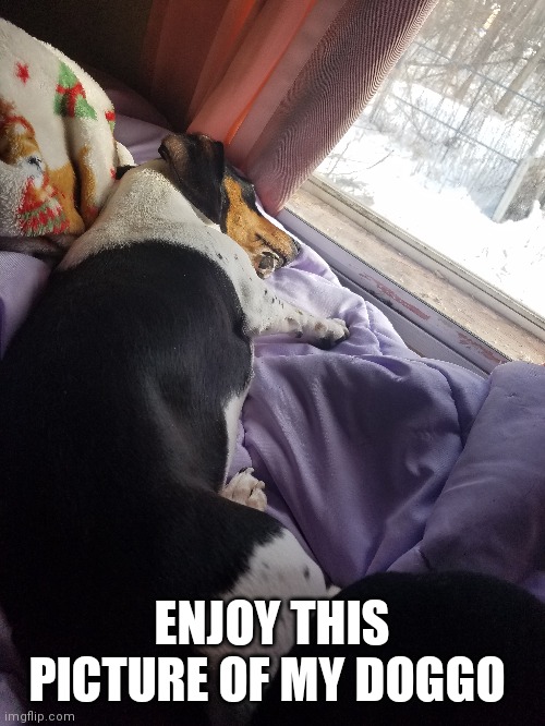  ENJOY THIS PICTURE OF MY DOGGO | made w/ Imgflip meme maker