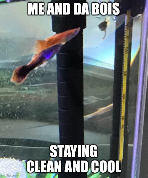 Just a fishy Me and da bois meme(featuring Magma, Thalleous II, and Igneous the guppies | ME AND DA BOIS; STAYING CLEAN AND COOL | image tagged in fish,me and the boys | made w/ Imgflip meme maker