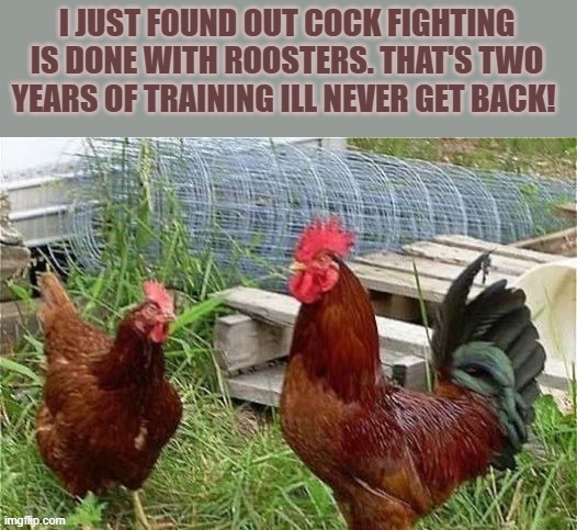 I JUST FOUND OUT COCK FIGHTING IS DONE WITH ROOSTERS. THAT'S TWO YEARS OF TRAINING ILL NEVER GET BACK! | made w/ Imgflip meme maker