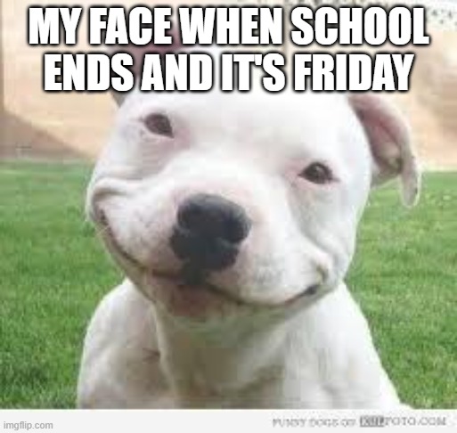 # it's Friday | MY FACE WHEN SCHOOL ENDS AND IT'S FRIDAY | image tagged in happy friday puppy | made w/ Imgflip meme maker