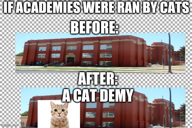 Free | IF ACADEMIES WERE RAN BY CATS; BEFORE:; AFTER:; A CAT DEMY | image tagged in free | made w/ Imgflip meme maker