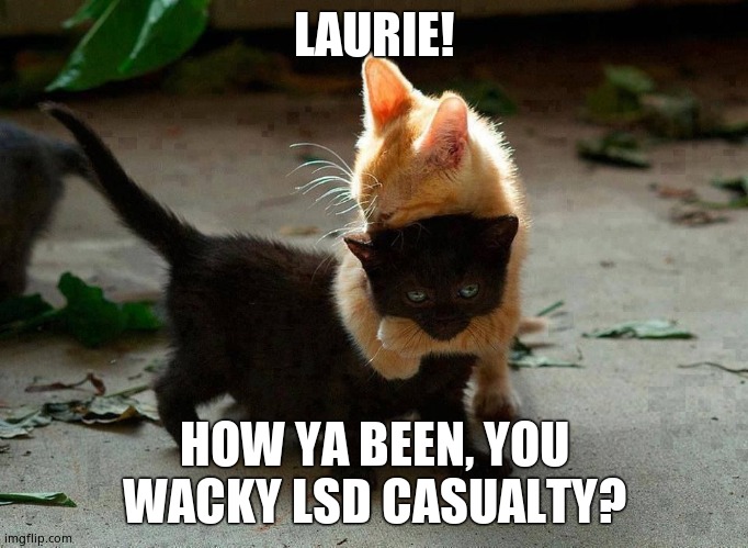 kitten hug | LAURIE! HOW YA BEEN, YOU WACKY LSD CASUALTY? | image tagged in kitten hug | made w/ Imgflip meme maker