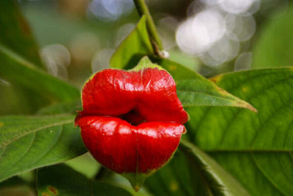 Hooker's Lips plant Blank Meme Template