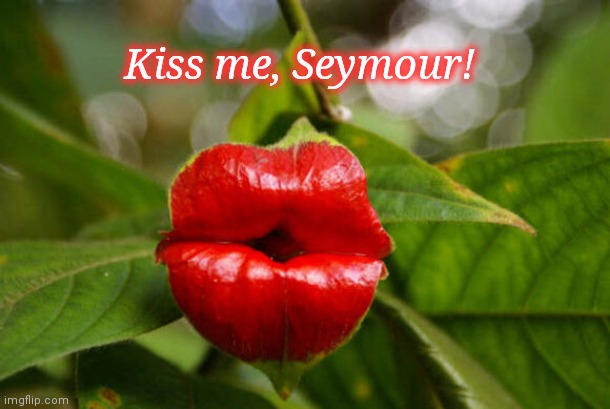 Little Shop of Smooches | Kiss me, Seymour! | image tagged in hooker's lips plant,weird plant,little shop of horrors,funny | made w/ Imgflip meme maker