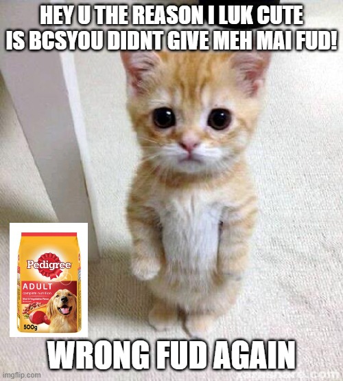 I am the best pet keeper RIGHT?!?!?! | HEY U THE REASON I LUK CUTE IS BCSYOU DIDNT GIVE MEH MAI FUD! WRONG FUD AGAIN | image tagged in memes,cute cat | made w/ Imgflip meme maker