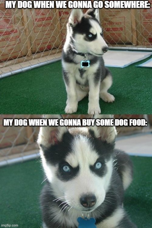 my dog loves it all | MY DOG WHEN WE GONNA GO SOMEWHERE:; MY DOG WHEN WE GONNA BUY SOME DOG FOOD: | image tagged in memes,insanity puppy,funny,so true memes,dogs,gotta go fast | made w/ Imgflip meme maker