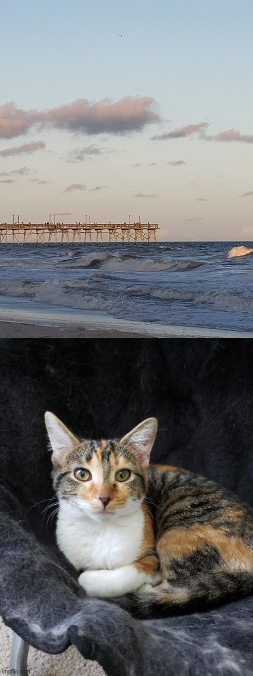 Cat and beach photo | image tagged in cat,beach | made w/ Imgflip meme maker