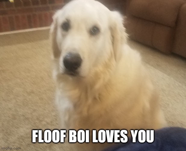 FLOOF BOI LOVES YOU | made w/ Imgflip meme maker