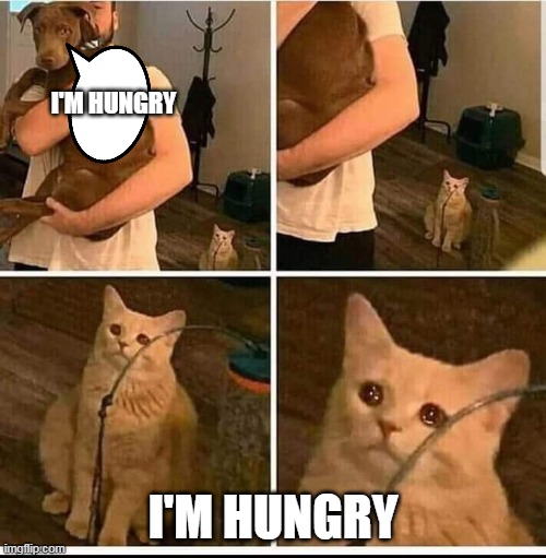 no food for u | I'M HUNGRY; I'M HUNGRY | image tagged in man holding dog but cat is sad | made w/ Imgflip meme maker