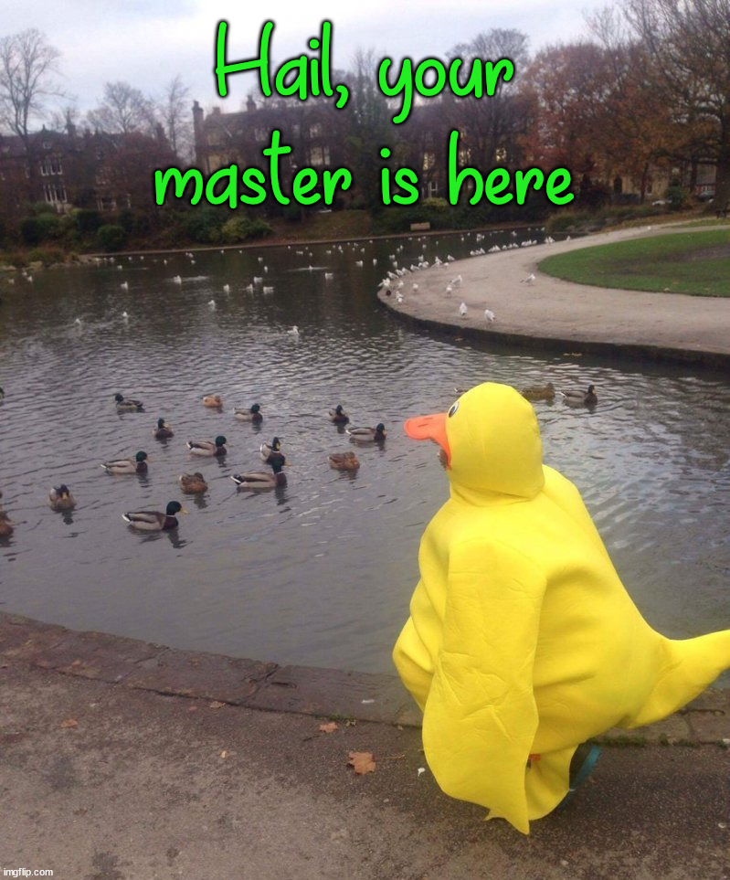 Hail, your master is here | image tagged in ducks | made w/ Imgflip meme maker