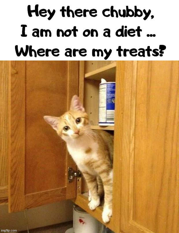 Hey there chubby, I am not on a diet ... 
Where are my treats? | image tagged in cats | made w/ Imgflip meme maker