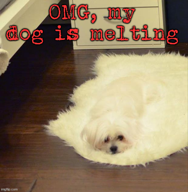 OMG, my dog is melting | image tagged in dogs | made w/ Imgflip meme maker
