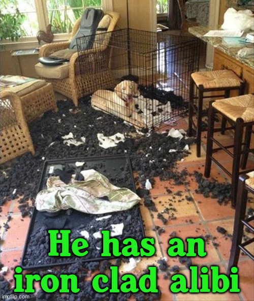 He has an iron clad alibi | image tagged in dogs | made w/ Imgflip meme maker