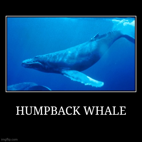 Humpback Whale | HUMPBACK WHALE | | image tagged in demotivationals,whale | made w/ Imgflip demotivational maker