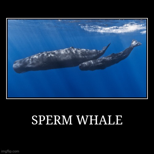 Sperm Whale | image tagged in demotivationals,whale | made w/ Imgflip demotivational maker