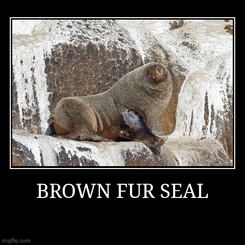 Brown Fur Seal | image tagged in demotivationals,seal | made w/ Imgflip demotivational maker