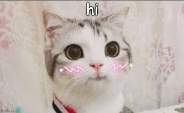 Aww this cat is so cute- | hi | image tagged in cute cat uwu | made w/ Imgflip meme maker