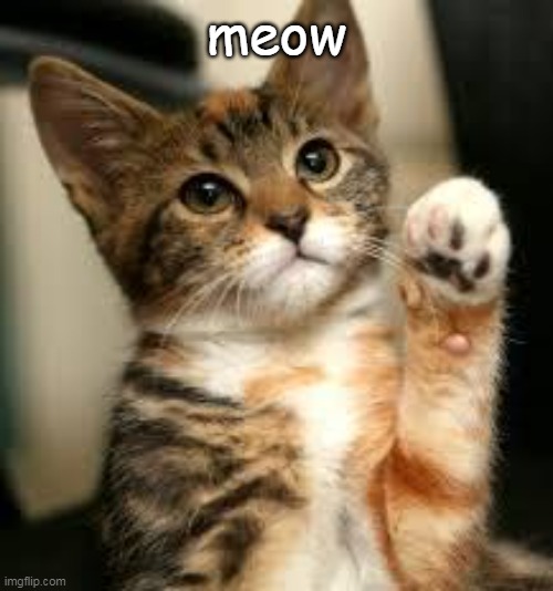 cute cat | meow | image tagged in cute cat | made w/ Imgflip meme maker