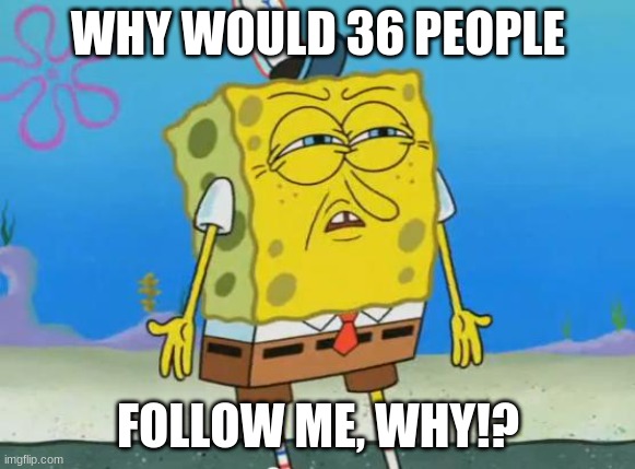 why? | WHY WOULD 36 PEOPLE; FOLLOW ME, WHY!? | image tagged in angry spongebob | made w/ Imgflip meme maker