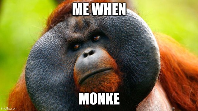 monke | ME WHEN; MONKE | image tagged in monkey | made w/ Imgflip meme maker