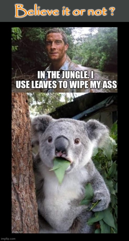 Believe it or not ? | Believe it or not ? | image tagged in surprised koala | made w/ Imgflip meme maker