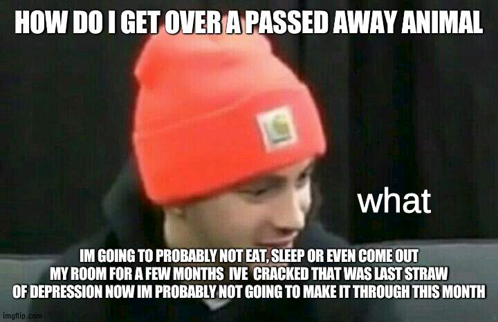 ive literally snapped fully torn up in grief and anger | HOW DO I GET OVER A PASSED AWAY ANIMAL; IM GOING TO PROBABLY NOT EAT, SLEEP OR EVEN COME OUT MY ROOM FOR A FEW MONTHS  IVE  CRACKED THAT WAS LAST STRAW OF DEPRESSION NOW IM PROBABLY NOT GOING TO MAKE IT THROUGH THIS MONTH | image tagged in tyler joseph what | made w/ Imgflip meme maker