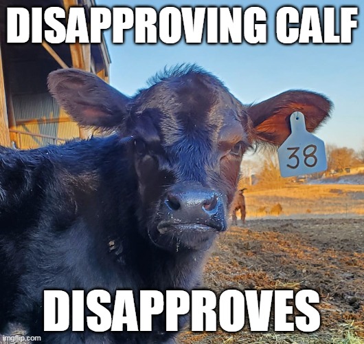 Disapproving Calf | DISAPPROVING CALF; DISAPPROVES | image tagged in fun,funny,animals | made w/ Imgflip meme maker