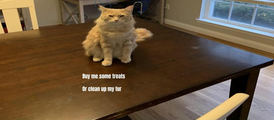 High Quality clean my fur Blank Meme Template