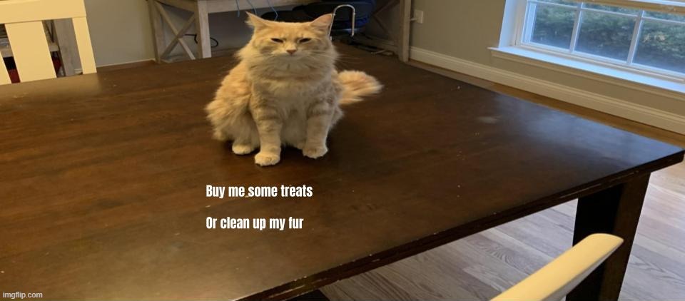 buy me some treats | image tagged in clean my fur | made w/ Imgflip meme maker